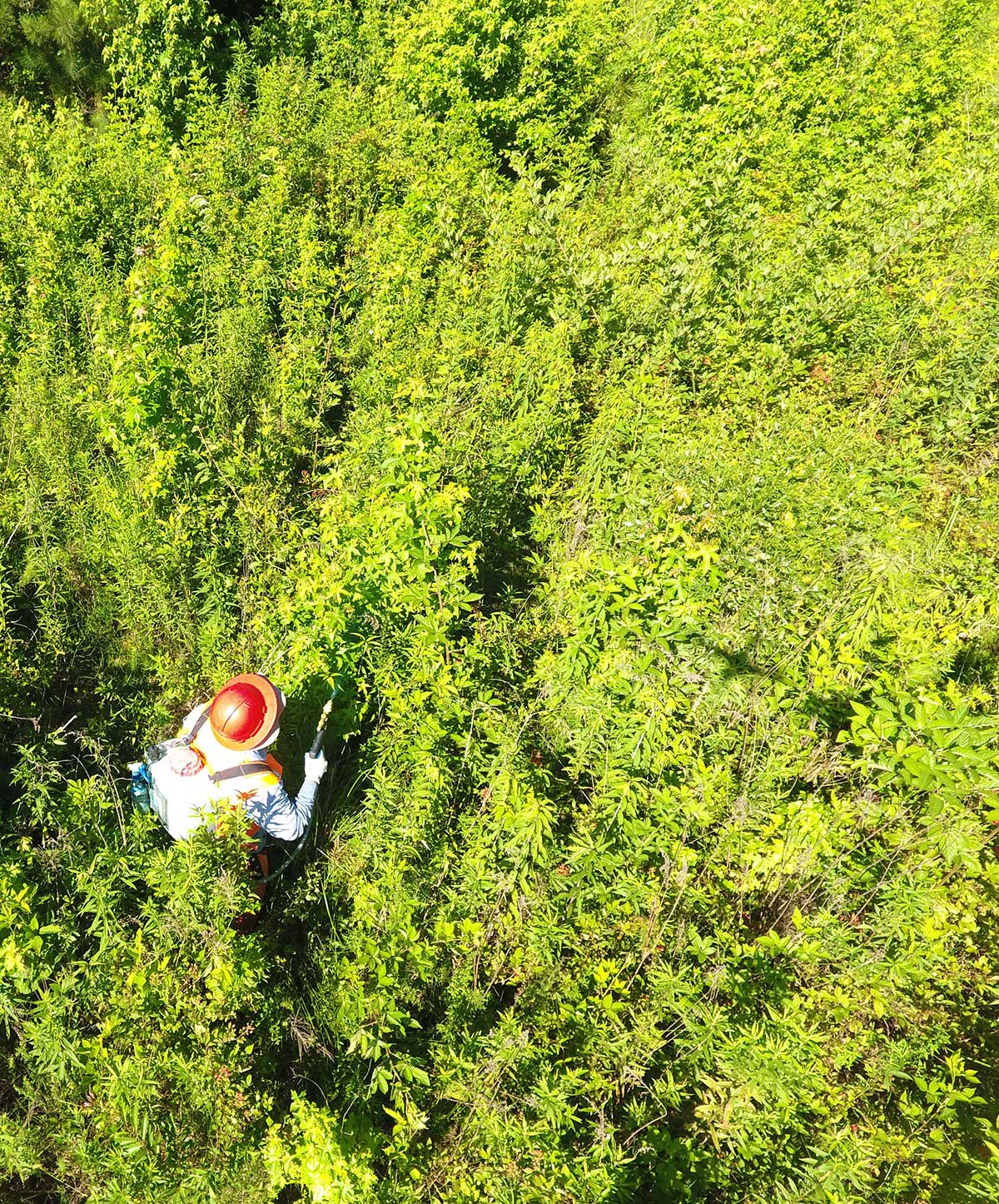 Man spraying vegetation