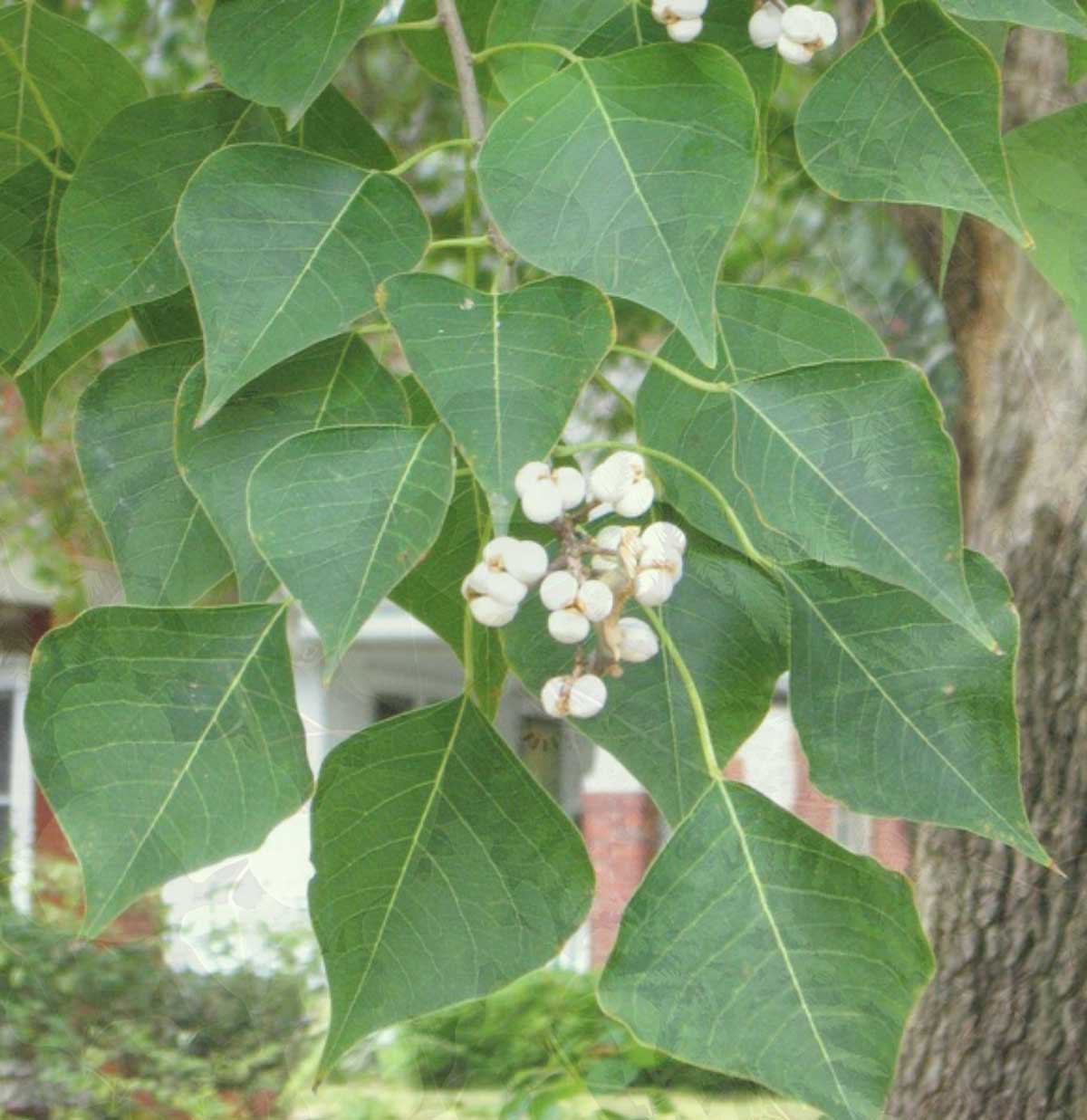 Tree foliage