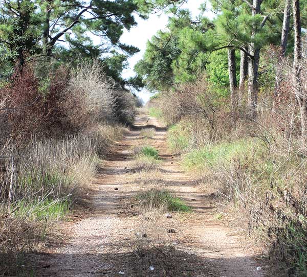 Maintain access roads with an economical herbicide strategy